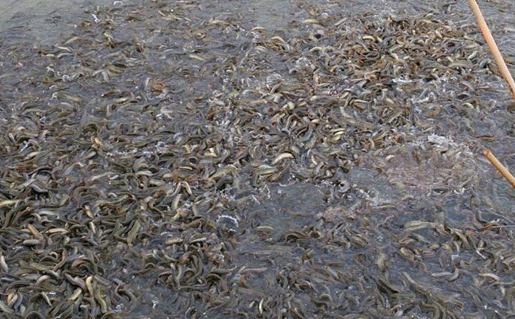 一畝魚塘能養多少魚 一畝魚塘能養多少魚